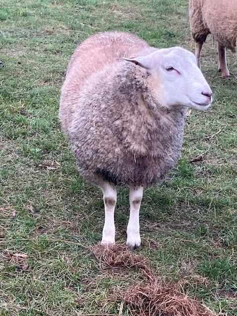 Mooie, sterke ram, Dieren en Toebehoren, Schapen, Geiten en Varkens, Schaap, Mannelijk, 0 tot 2 jaar