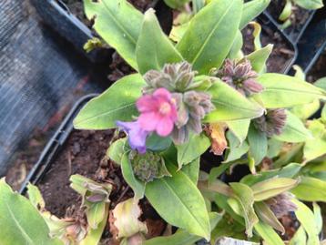 Pulmonaria officinalis longkruid beschikbaar voor biedingen