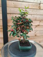bonsai malus, In pot, Minder dan 100 cm, Halfschaduw, Lente