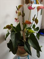 Anthurium of Flamingoplant, Huis en Inrichting, Kamerplanten, Ophalen