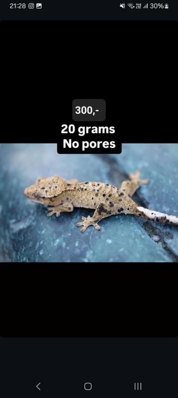 0.1 Superdalmatian wimpergekko vrouw  beschikbaar voor biedingen