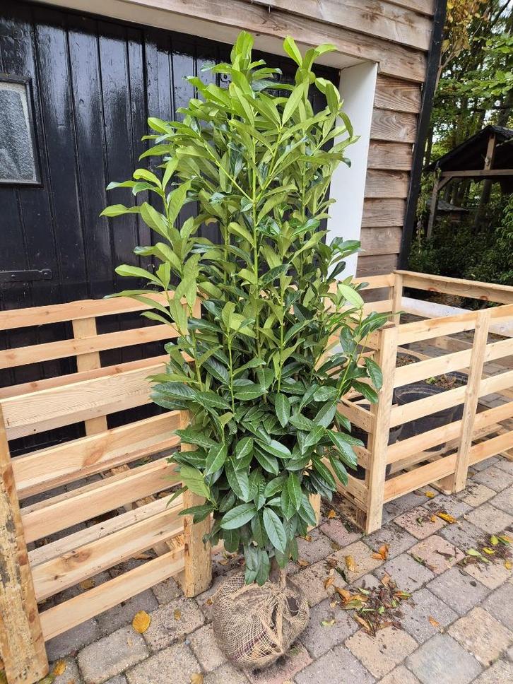 Prunus Genolia haagplanten tot ca. 150-160 cm, Tuin en Terras, Planten | Struiken en Hagen, Haag, Laurier, 100 tot 250 cm, Ophalen of Verzenden