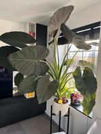 Alocasia Regal Shield XXL, Ophalen