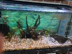 Aquarium  + vissen .led lamp.nieuwe fillter, Dieren en Toebehoren, Vissen | Aquaria en Toebehoren, Ophalen