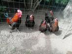 Broedeieren marans koperhals, Dieren en Toebehoren
