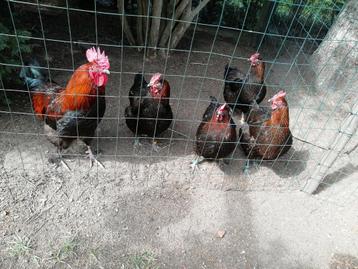 Broedeieren marans koperhals, Dieren en Toebehoren