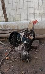 brahma hanen, Dieren en Toebehoren, Mannelijk, Kip