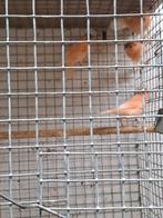 Kanari harletijn, Dieren en Toebehoren, Vogels | Kanaries