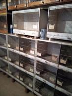 dieren, Dieren en Toebehoren