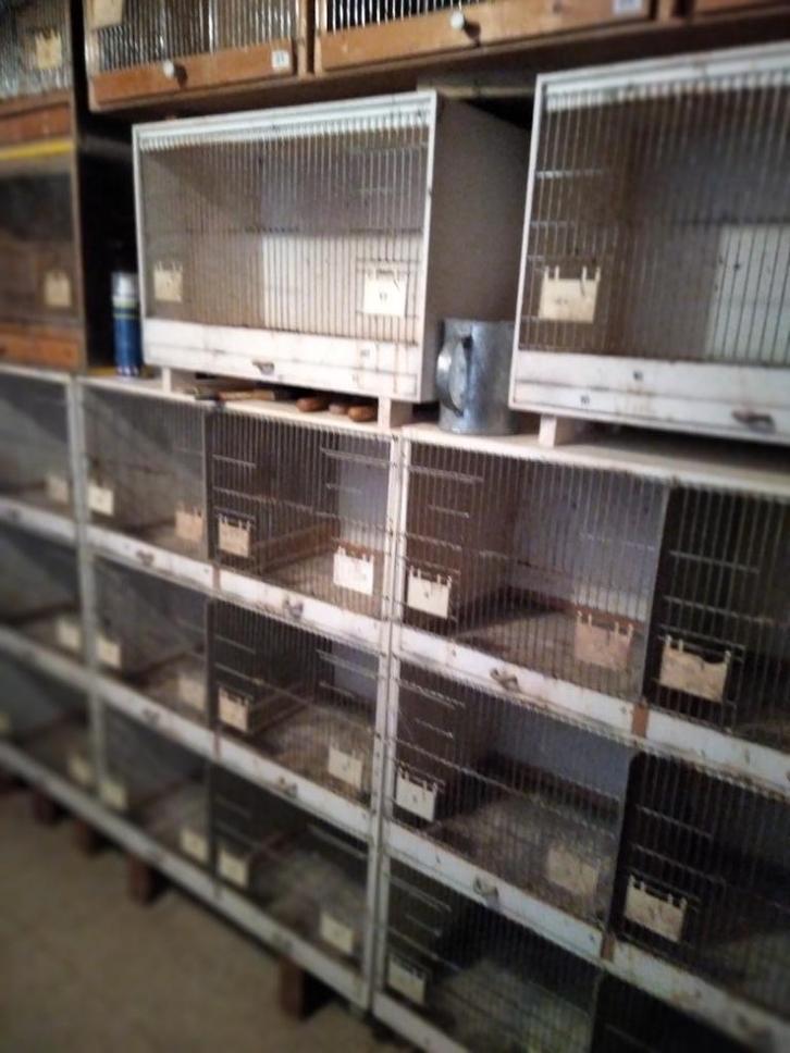 dieren, Dieren en Toebehoren, Vogels | Kanaries