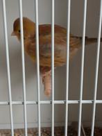 Five fancy cinnamon pop, Dieren en Toebehoren