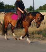 Belgisch warmbloed C pony merrie 2 juli 2013 TOPPERTJE !, Dieren en Toebehoren, Pony's, Merrie, C pony (1.27m tot 1.37m), Gechipt