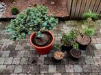 Zeldzame dwergconiferen, Tuin en Terras, Planten | Tuinplanten, Ophalen, Volle zon