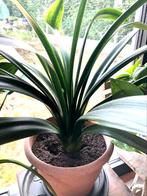 Clivia te koop, Huis en Inrichting, Kamerplanten, Ophalen