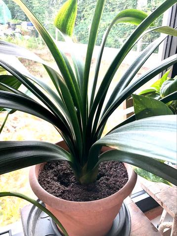 Clivia te koop, Enlèvement