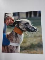 Een prent over een windhond erop de kop ervan kleur verschil, Ophalen, Prent