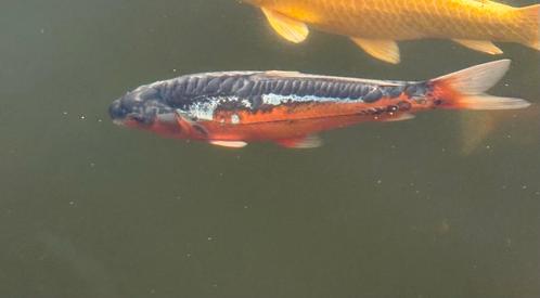 Japanse Koi Doitsu 32cm, Dieren en Toebehoren, Vissen | Vijvervissen, Karper of Koi