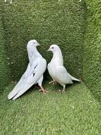 Iraanse hoogvliegers, Dieren en Toebehoren, Vogels | Duiven, Meerdere dieren