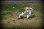 Boomer pup reutje, Dieren en Toebehoren, België, Maltezer, Reu, CDV (hondenziekte)