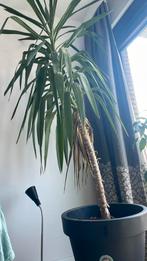 Leeftijd 15 jaar, maat 2m37, Huis en Inrichting, Kamerplanten, Ophalen, 200 cm of meer, Halfschaduw, In pot