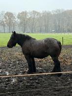 Unieke belgische trekpaard merrie met veel kwaliteiten!, Dieren en Toebehoren, Hengst