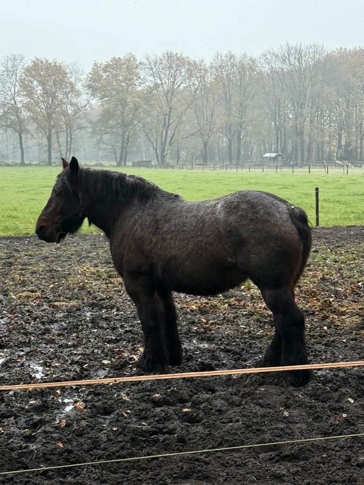 Unieke belgische trekpaard merrie met veel kwaliteiten!, Dieren en Toebehoren, Paarden, Hengst