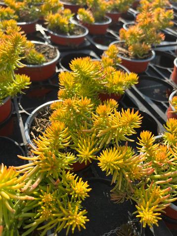 Sedum sediforme P10,5 cm beschikbaar voor biedingen