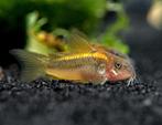 Corydoras Goldline CW10 3cm - Locatie Heerlen NL, Vis, Zoetwatervis, Schoolvis