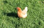 FORFAIT PROMOTIONNEL : poules pondeuses brunes prêtes à mang