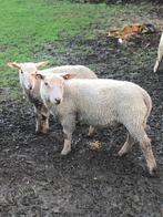 Agneaux charolais, Animaux & Accessoires, Moutons, Chèvres & Cochons, Mouton, Mâle, 0 à 2 ans