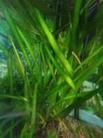 Vallisneria, Ophalen of Verzenden