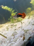 Guppy’s, Dieren en Toebehoren