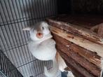 2 chinchilla te koop een mannetje en een vrouwtje, Dieren en Toebehoren, Augustus, Meerdere dieren, Chinchilla