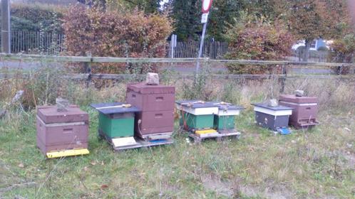 bijenvolk Carnica, Dieren en Toebehoren, Insecten en Spinnen, Bijen