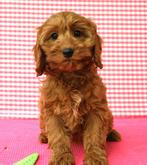 Super mooie Cockapoo pups!, Dieren en Toebehoren, Honden | Niet-rashonden, 15 weken tot 1 jaar, Buitenland, CDV (hondenziekte)