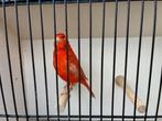 ROOD ISABEL & ROOD AGAAT, Dieren en Toebehoren, Vogels | Kanaries, Mannelijk, Kleurkanarie