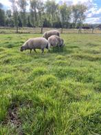 2 ram lammeren, Schaap