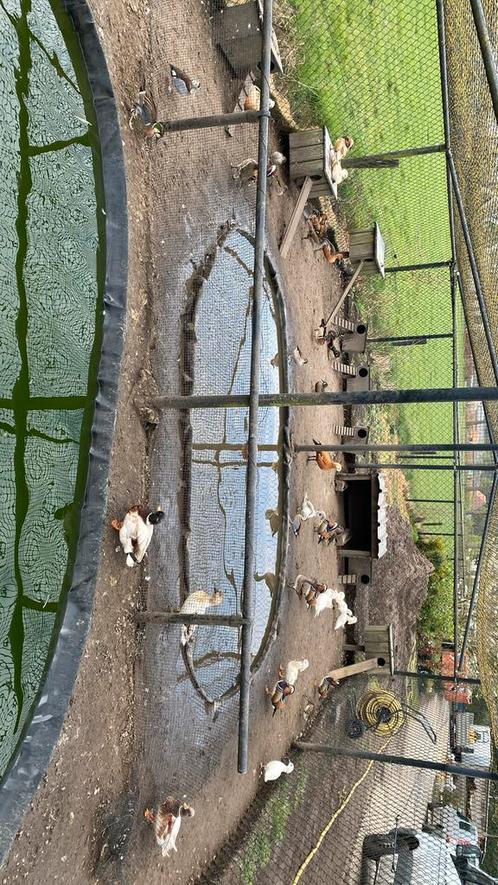 Siereenden, Dieren en Toebehoren, Pluimvee