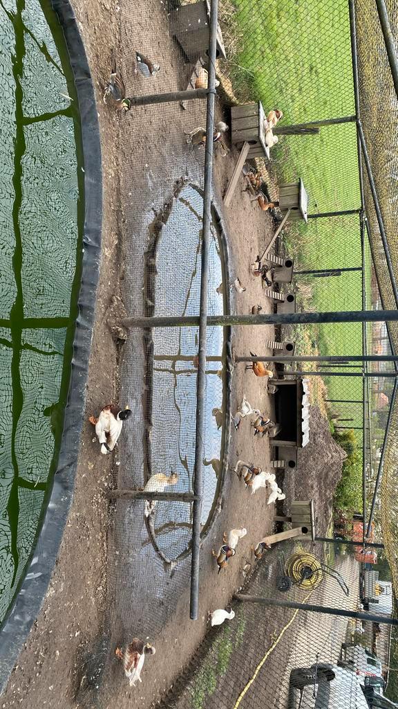 Siereenden, Dieren en Toebehoren, Pluimvee