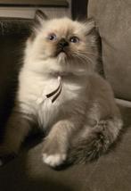 Super mooie Raszuivere Ragdoll Kittens met Stamboom, Geslacht onbekend, Gechipt, 0 tot 2 jaar