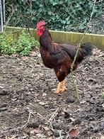 Jonge grote haan, Animaux & Accessoires