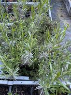 Lavendel, Tuin en Terras, Planten | Tuinplanten, Ophalen