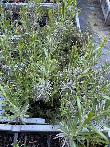 Lavendel  beschikbaar voor biedingen