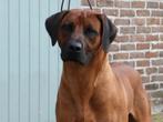 Rhodesian ridgeback dekreuen met stamboom, Dieren en Toebehoren, CDV (hondenziekte), België, 1 tot 2 jaar, Reu