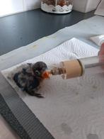 Dwergpapegaai baby Personata wordt met spuit gevoerd om tam, Domestique, Perroquet nain ou Inséparable, Sexe inconnu