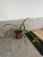 Graslelie inclusief terracotta bloempot en schaaltje, Huis en Inrichting, Ophalen