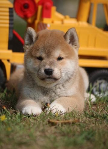 Shiba Inu, Autres races, Plusieurs, Parvovirose, Belgique