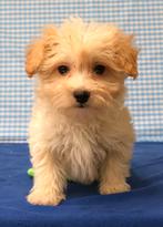 Super mooie Maltipoo pups!, Dieren en Toebehoren, Honden | Niet-rashonden, 15 weken tot 1 jaar, Reu, Buitenland, CDV (hondenziekte)