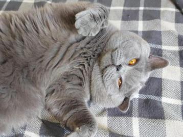 Dekkater Brits korthaar  stamboom   beschikbaar voor biedingen