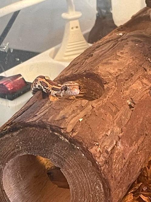 Rattenslang + benodigdheden, Dieren en Toebehoren, Reptielen en Amfibieën
